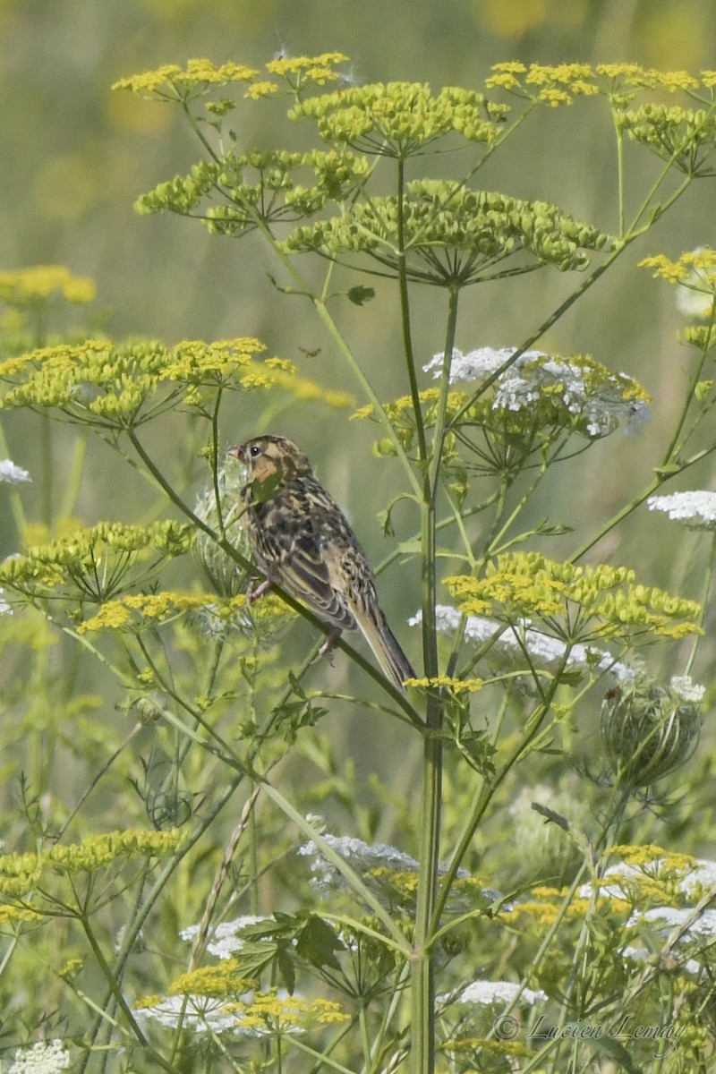 Bobolink - ML472989141