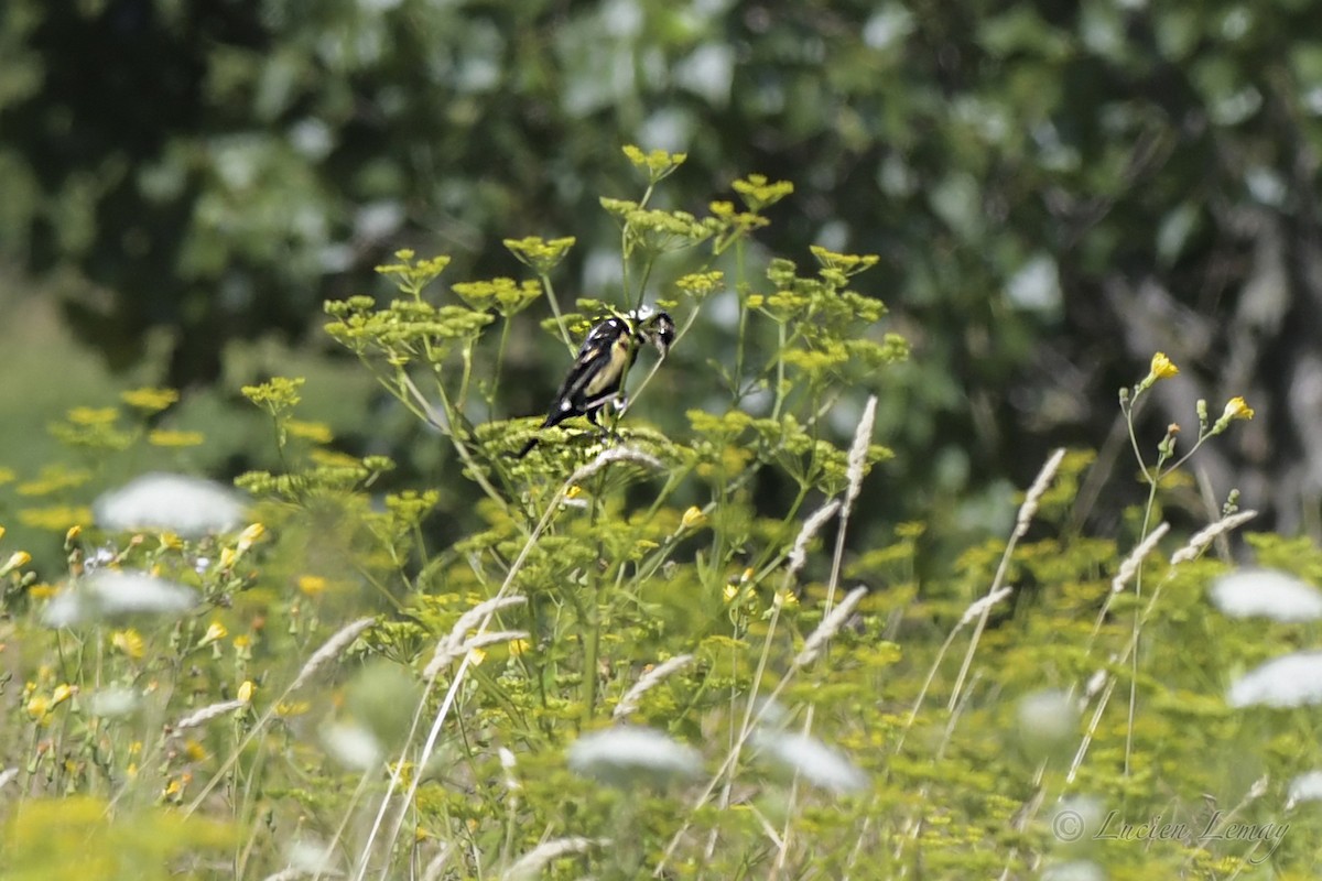 Bobolink - ML472989161