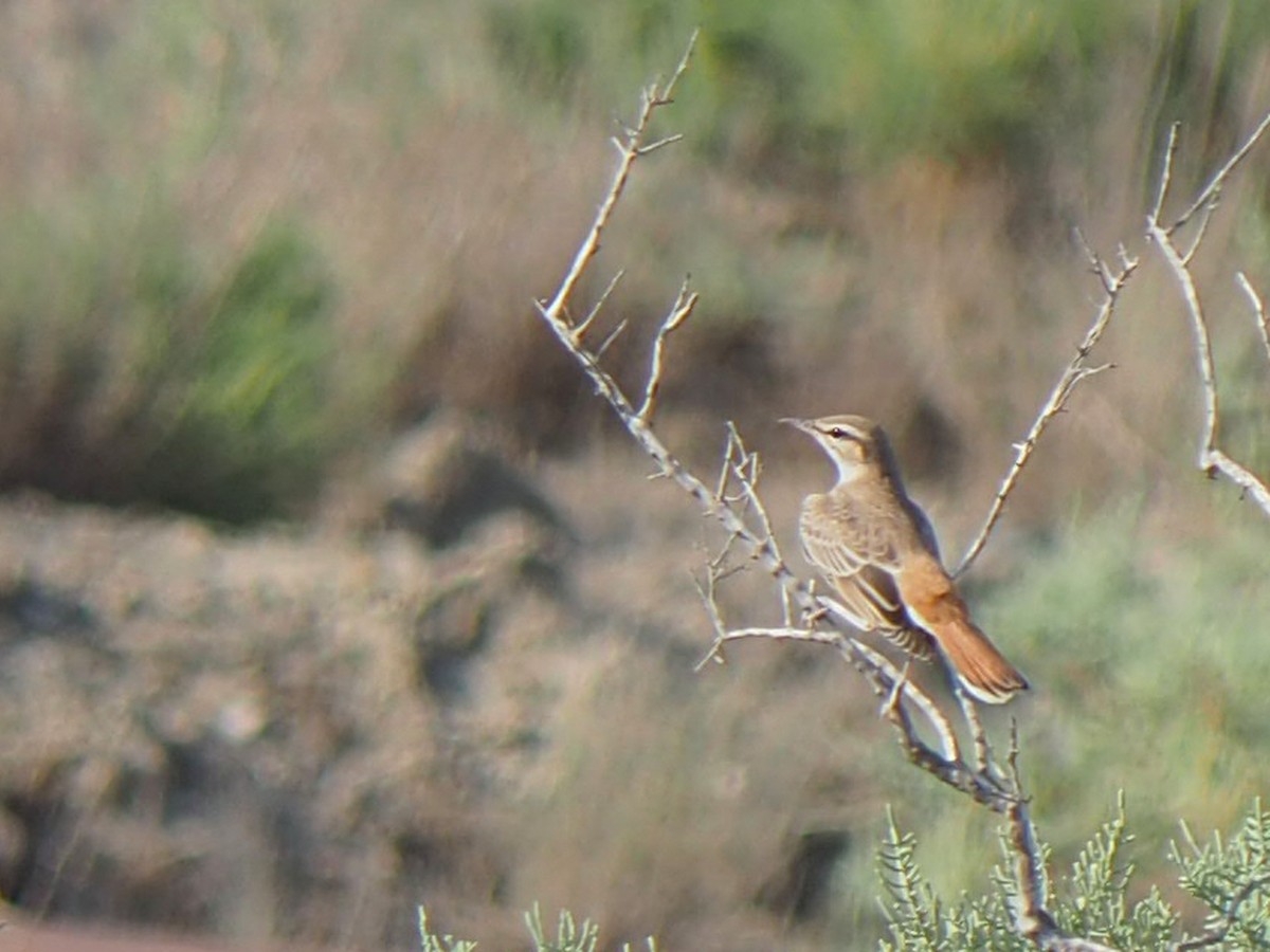 Rufous-tailed Scrub-Robin - ML472989311