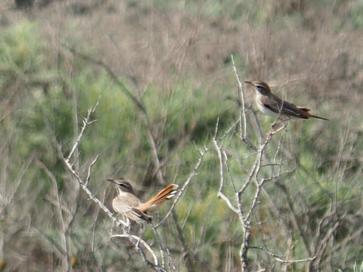 Rufous-tailed Scrub-Robin - Sergey Buben