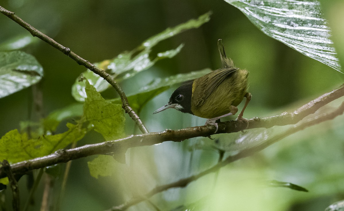 Yellow-breasted Tailorbird - Forest Botial-Jarvis