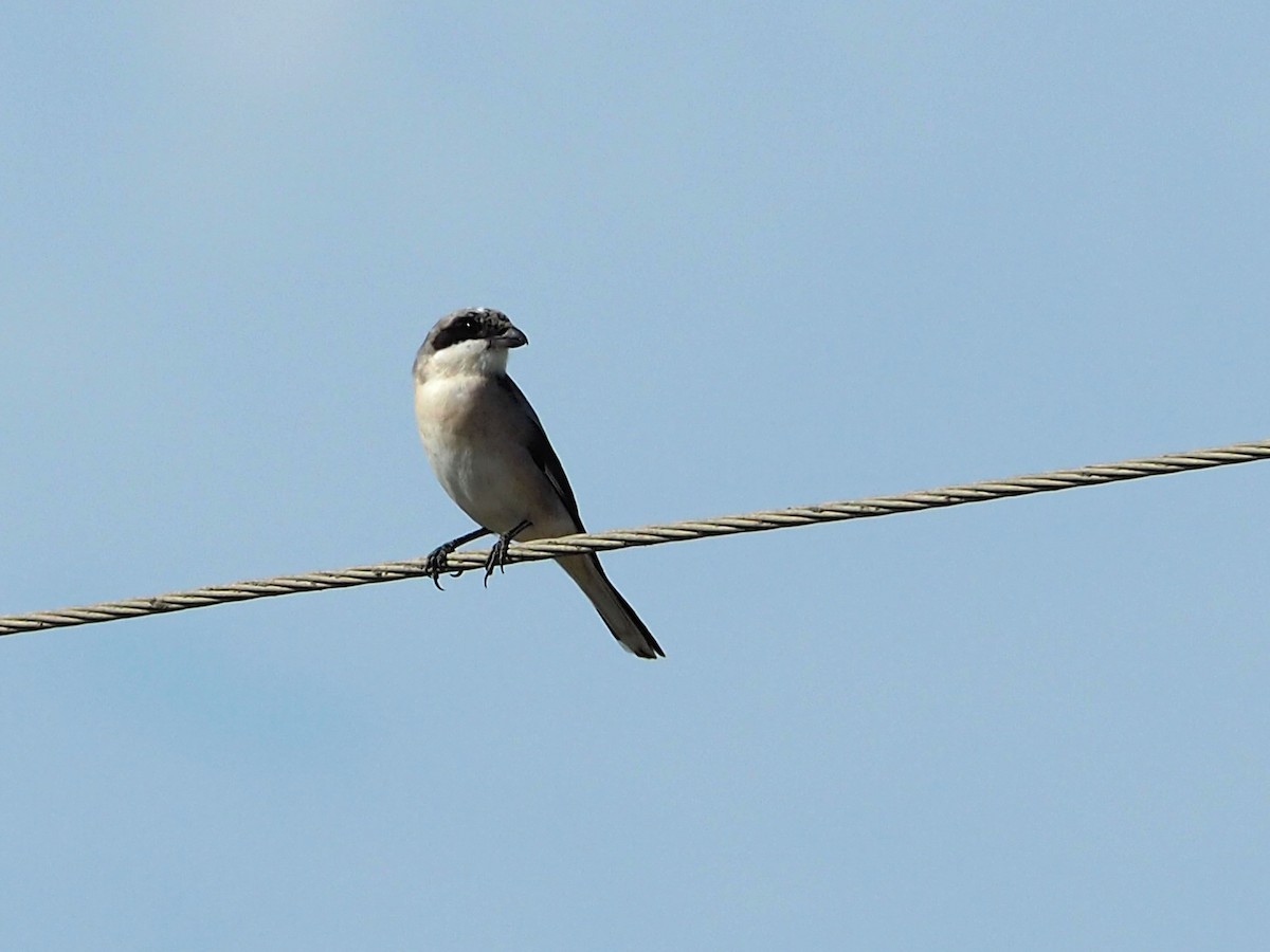 Lesser Gray Shrike - ML472989571