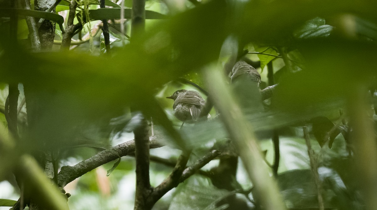 Visayan Babbler - ML472989771