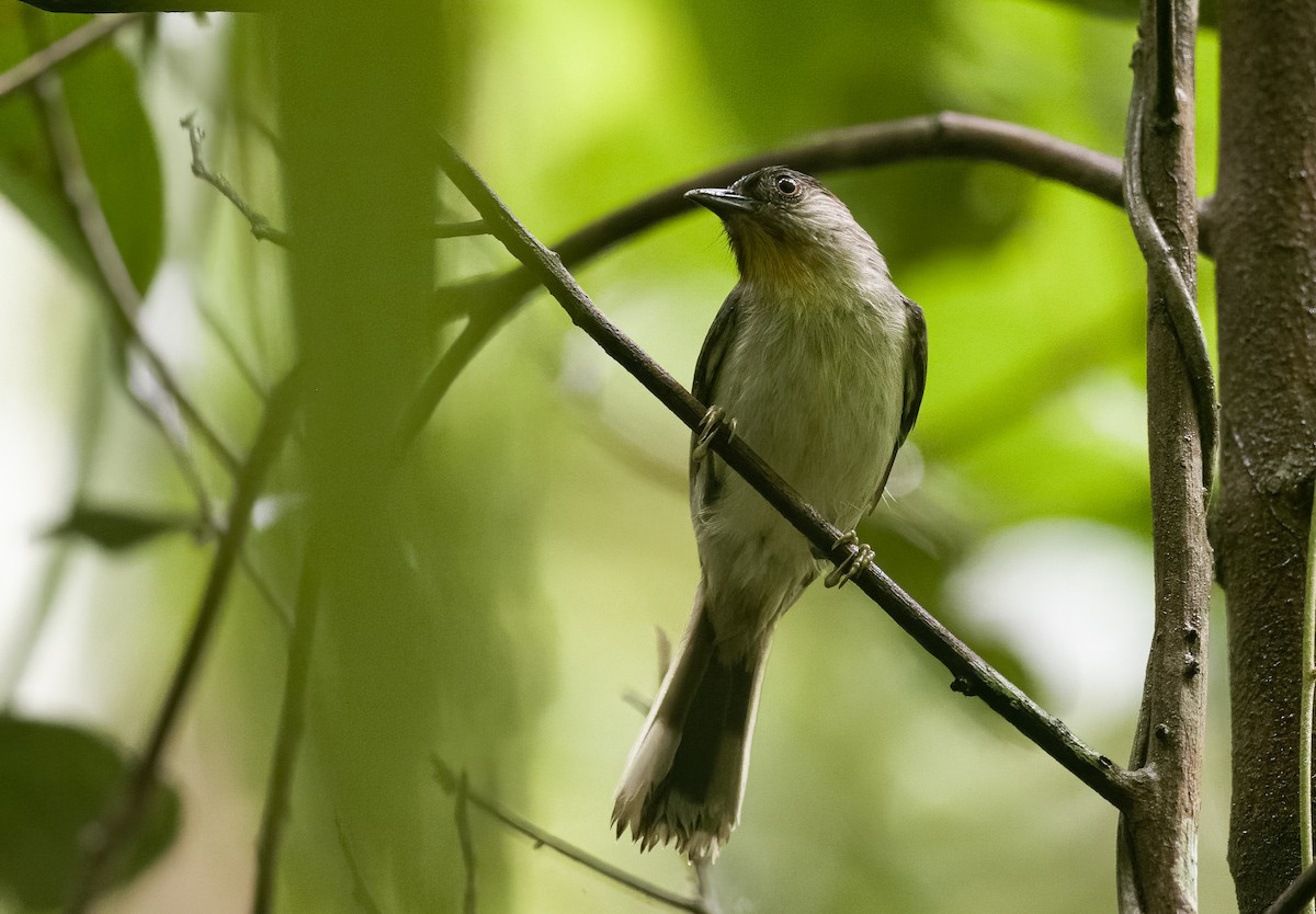 Schwarzkappen-Brillenvogel - ML472989781