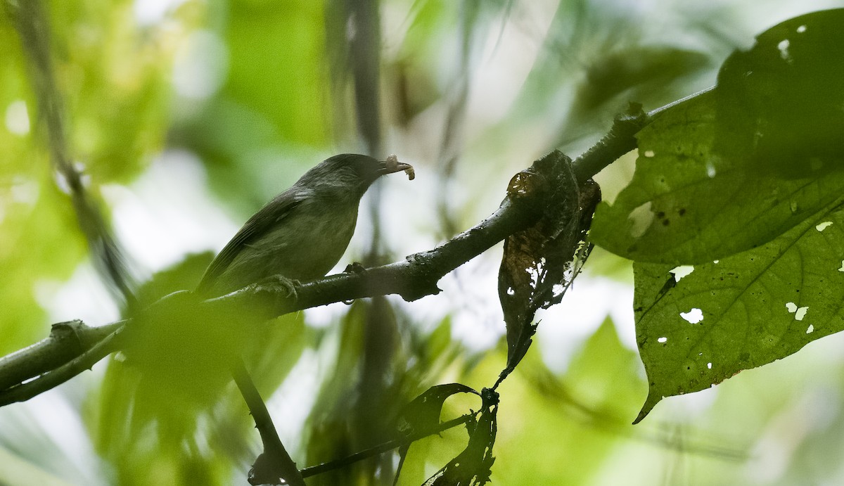 Schwarzkappen-Brillenvogel - ML472989791