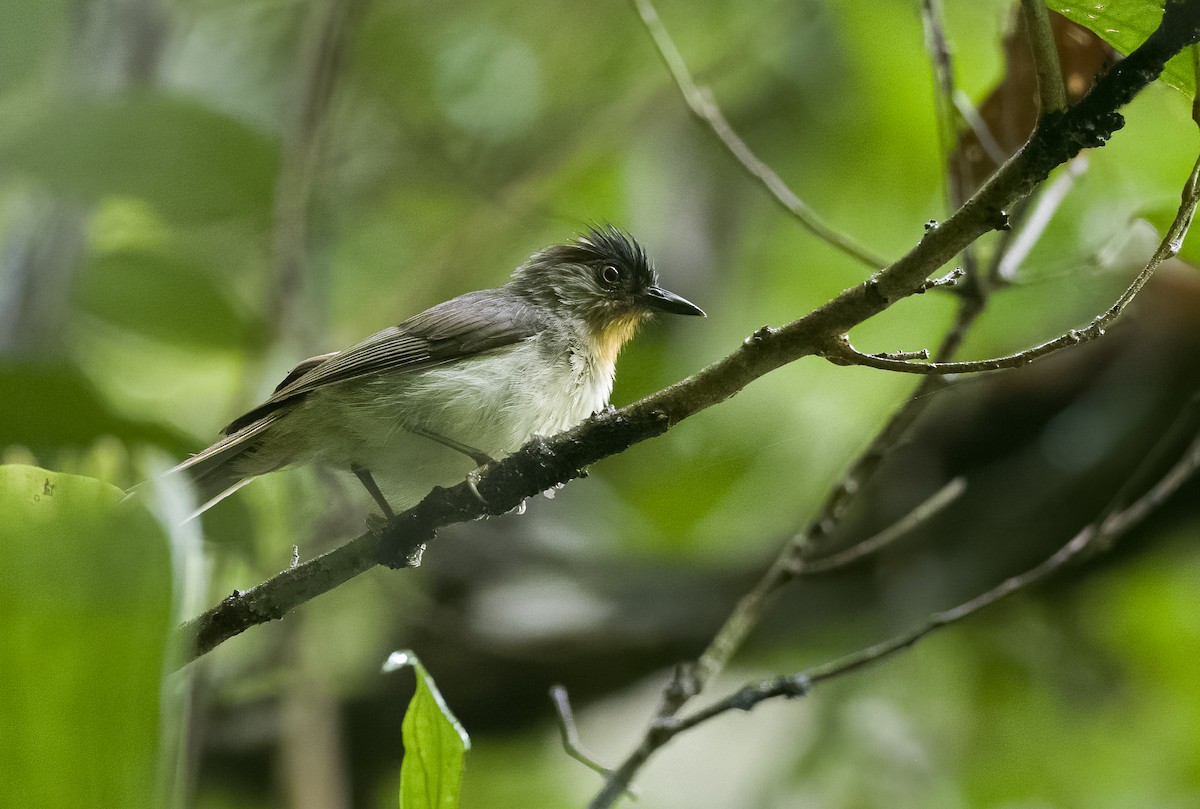 Schwarzkappen-Brillenvogel - ML472989801