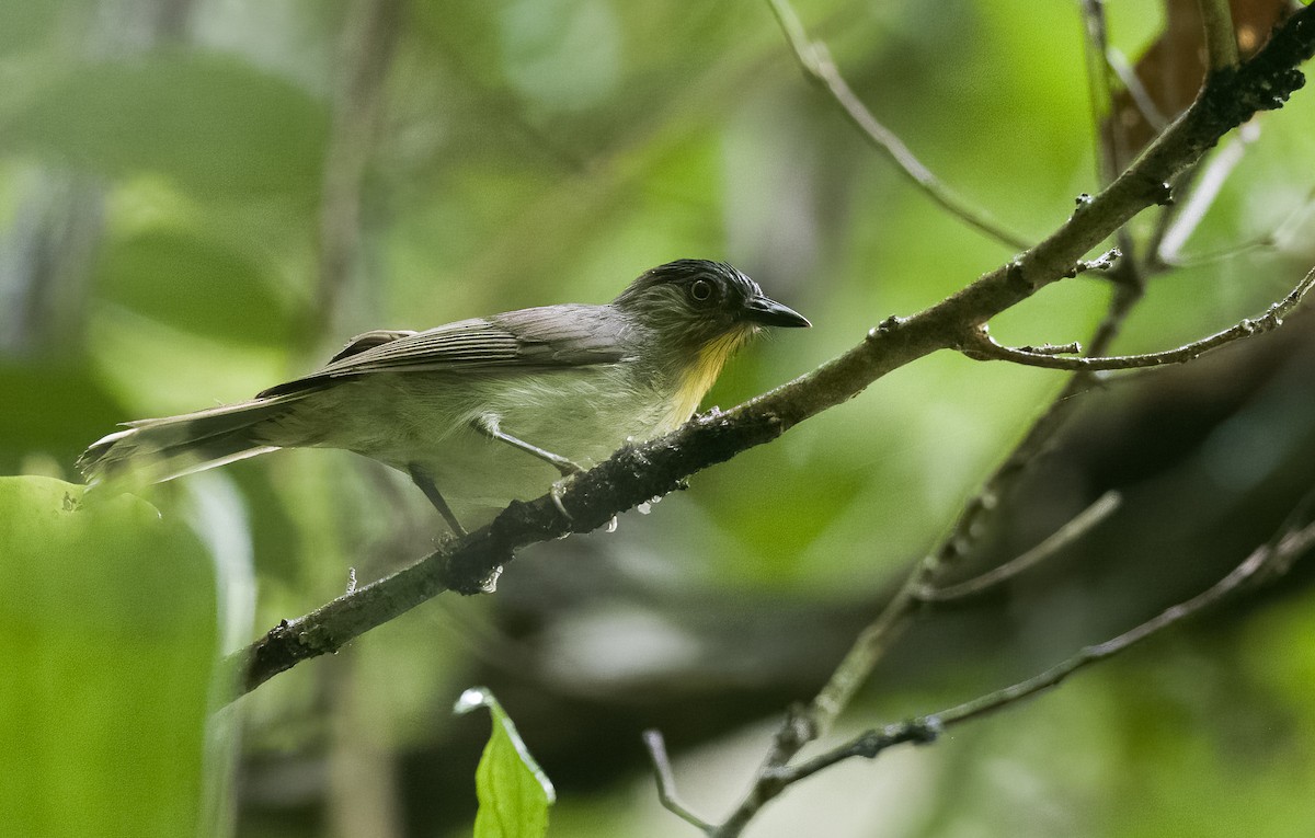 Zostérops de Steere - ML472989811