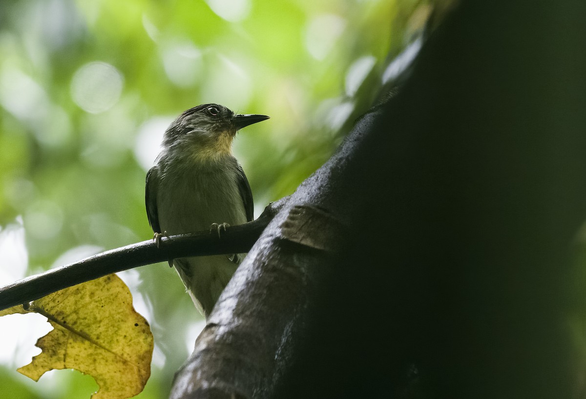 Schwarzkappen-Brillenvogel - ML472989831