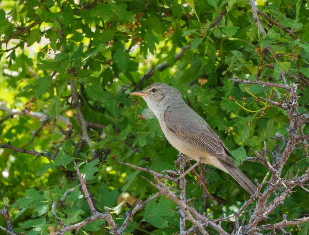 Upcher's Warbler - babur hakarar