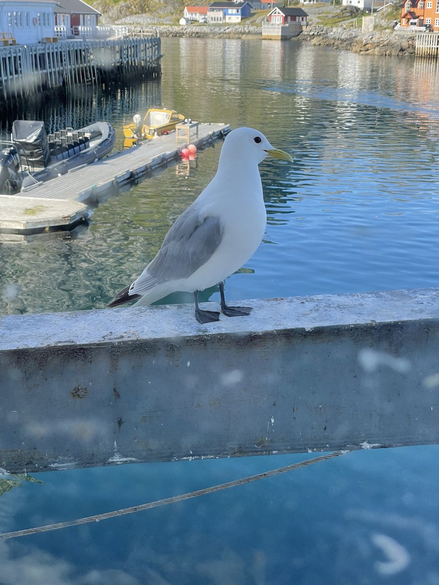 Gaviota Tridáctila - ML472990541