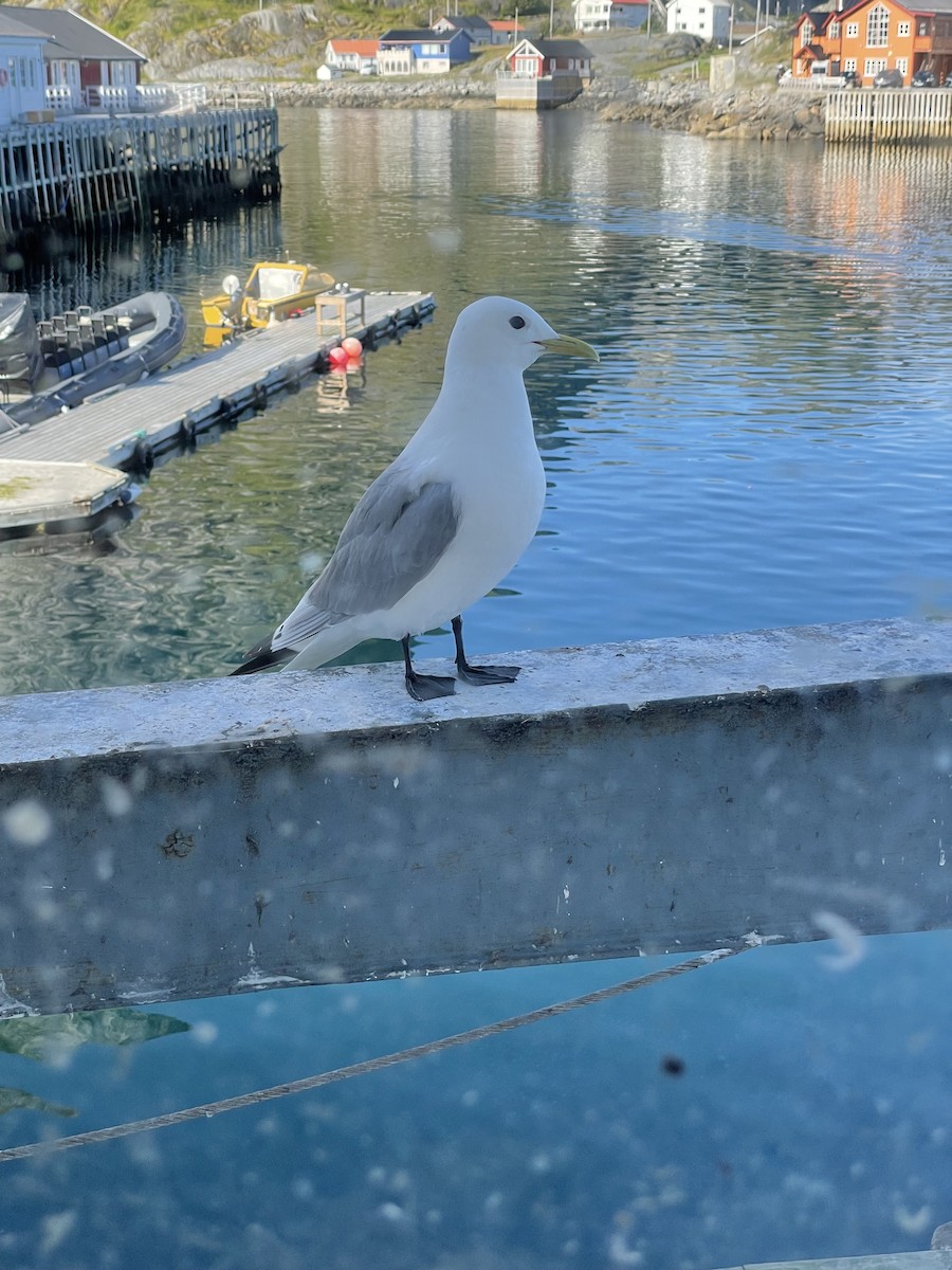 Gaviota Tridáctila - ML472990571