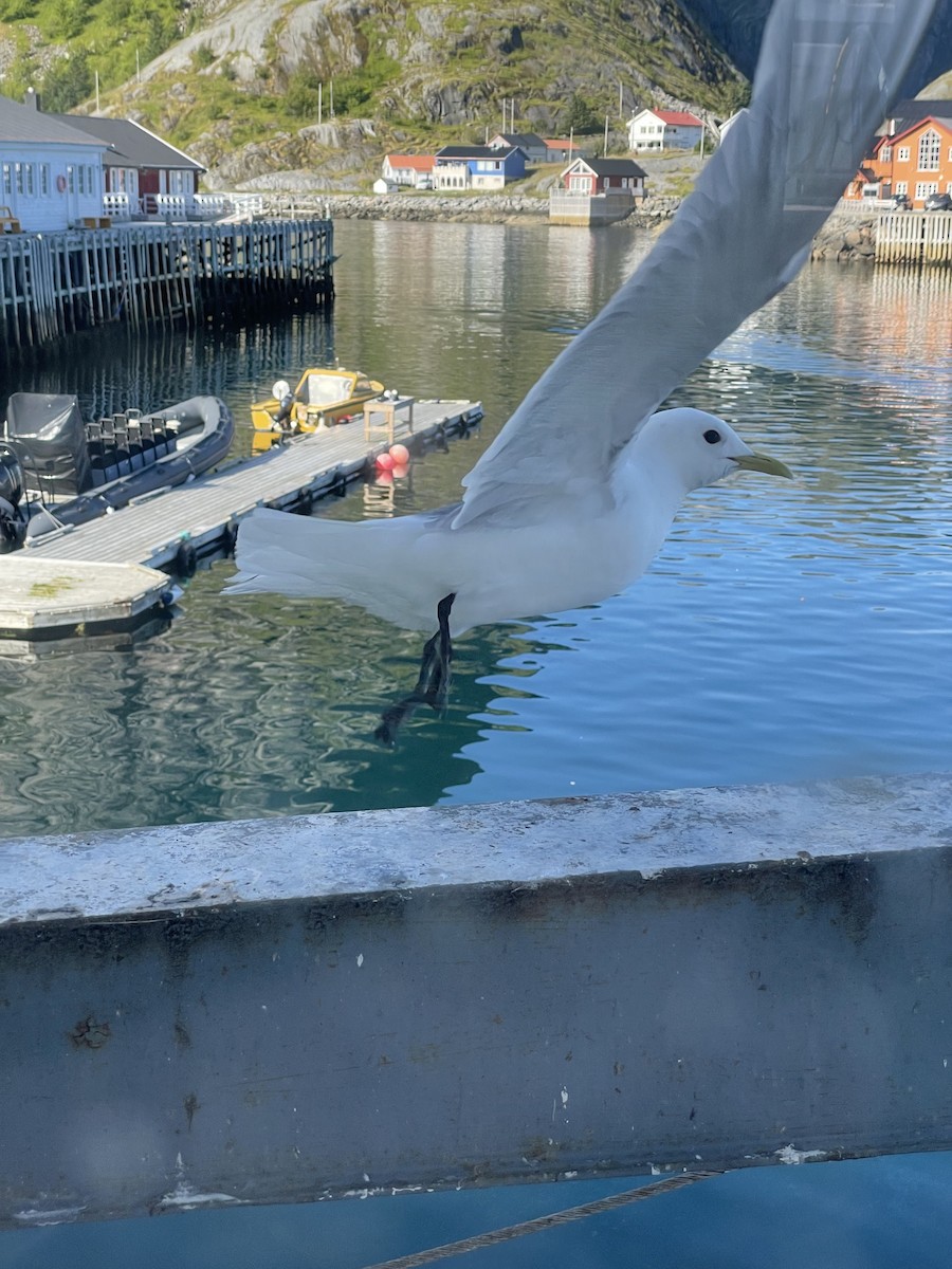 Black-legged Kittiwake - ML472990581