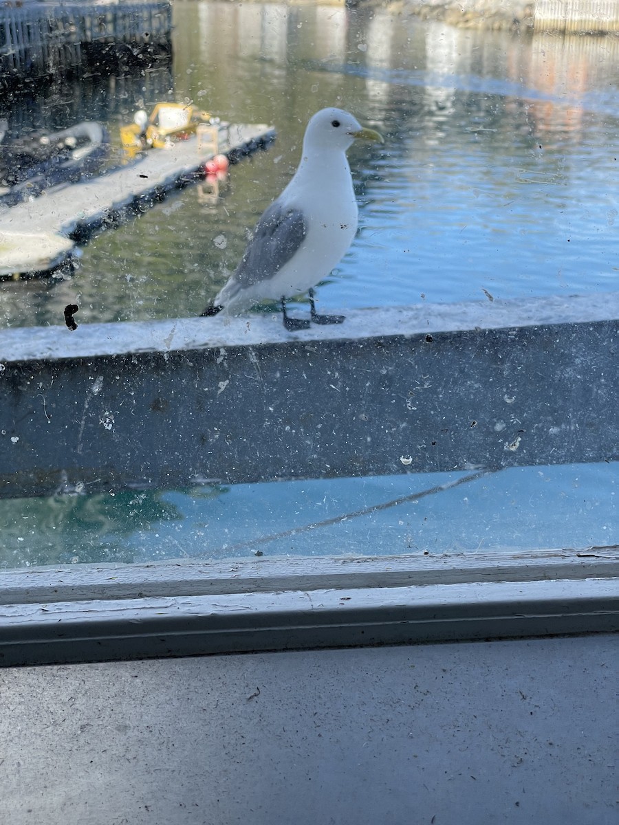 Black-legged Kittiwake - ML472990601