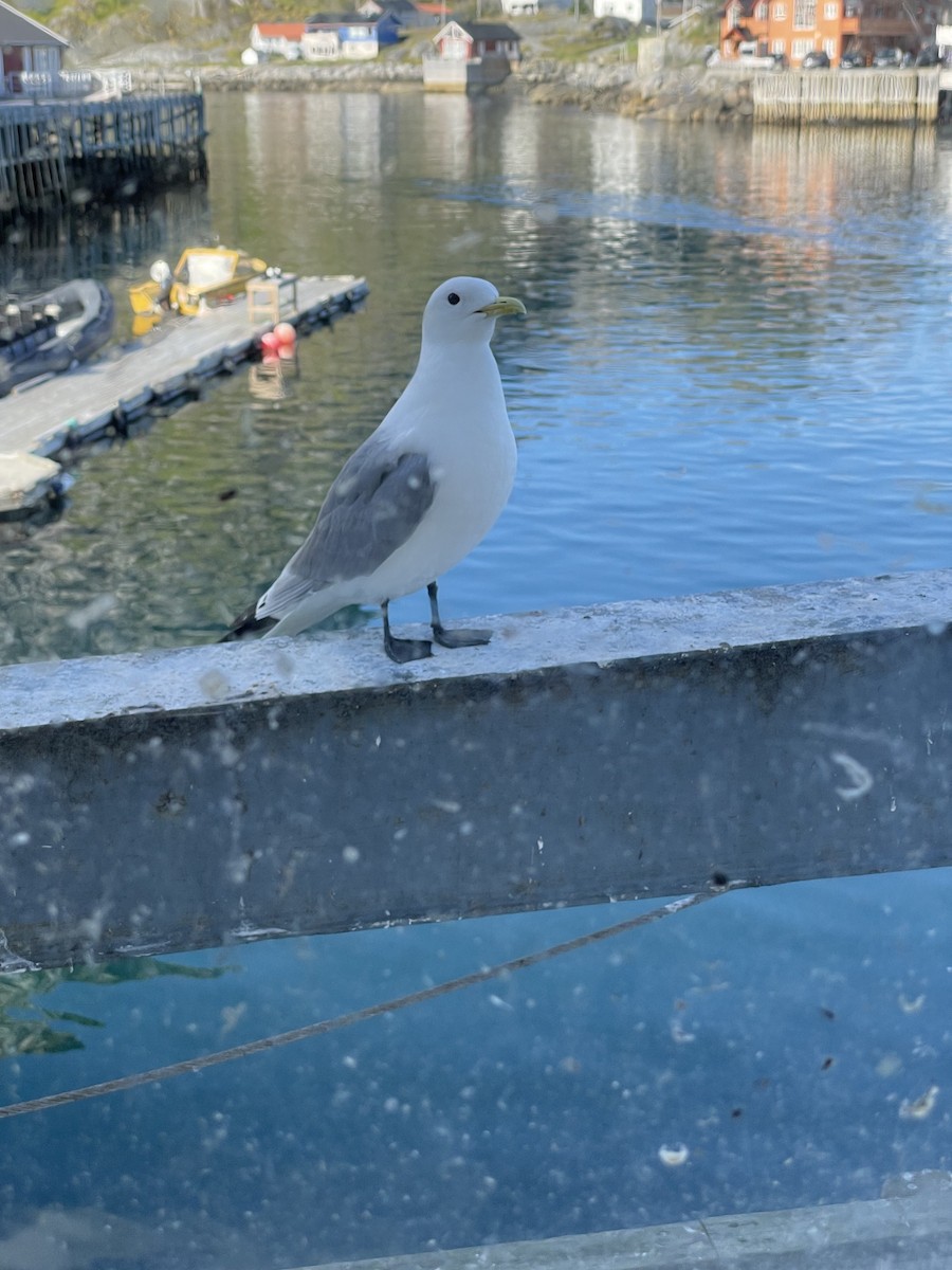 Gaviota Tridáctila - ML472990621