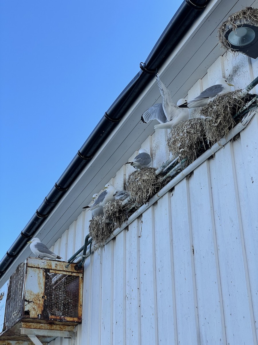 Black-legged Kittiwake - Glenn Østevik