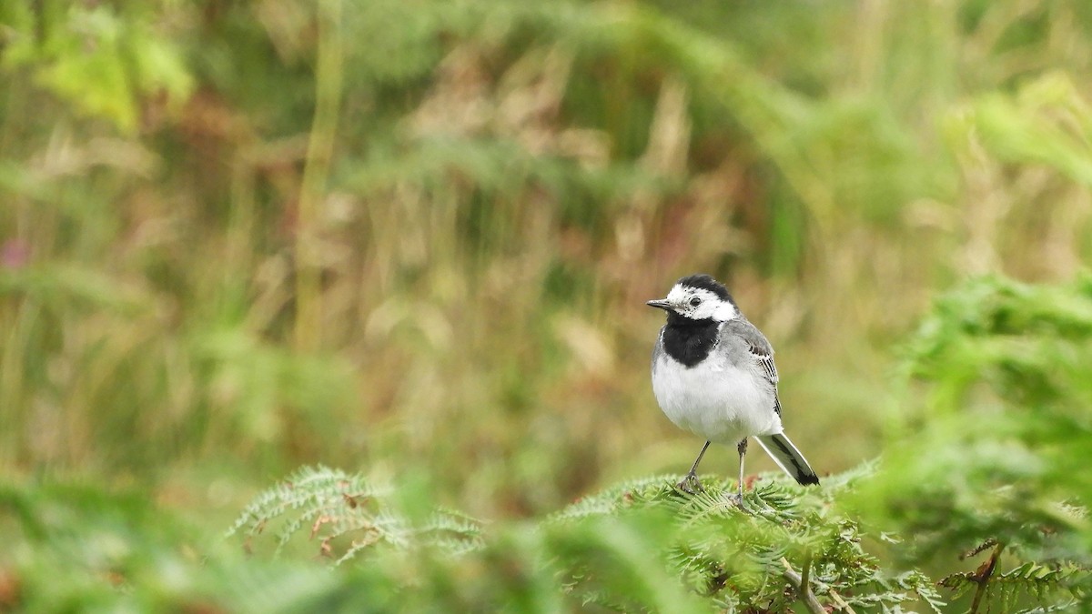 White Wagtail - Andy  Woodward