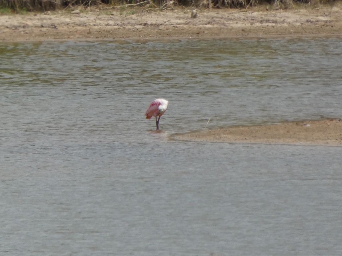 Roseate Spoonbill - Candy McNamee