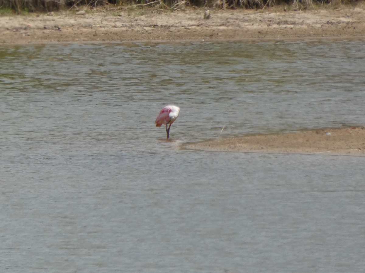 Roseate Spoonbill - ML472991081