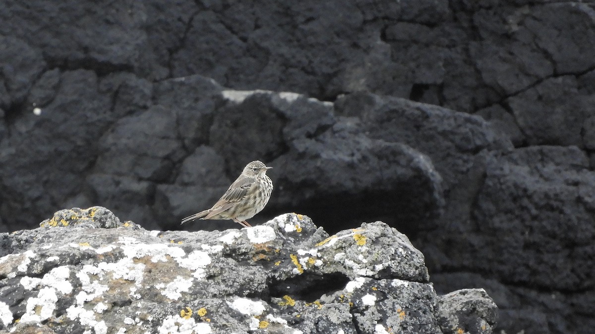 Rock Pipit - Andy  Woodward