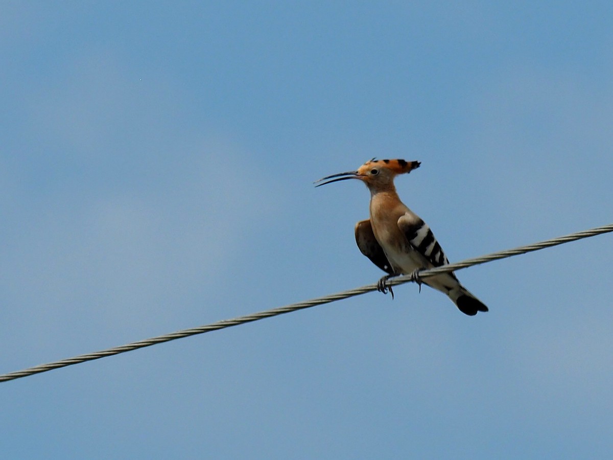 Eurasian Hoopoe - ML472991361