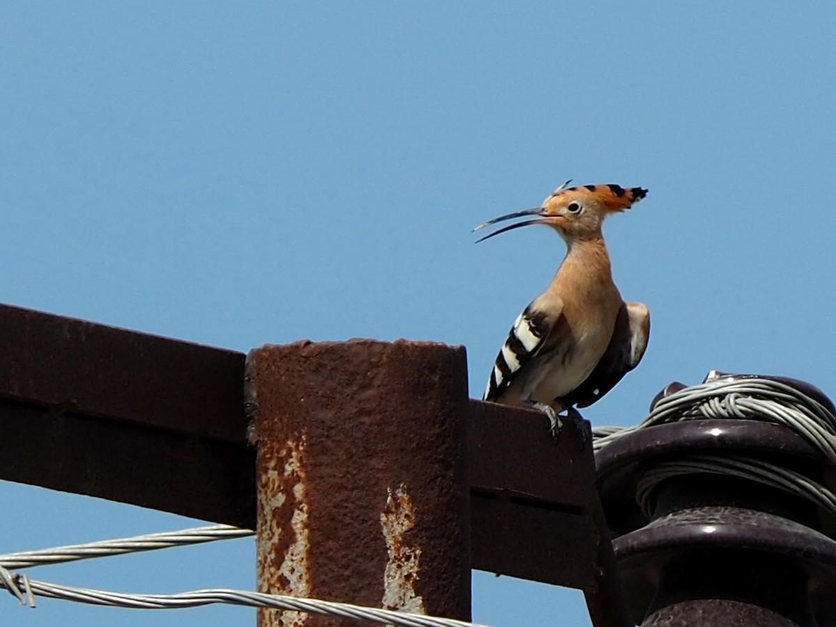 Eurasian Hoopoe - ML472991371
