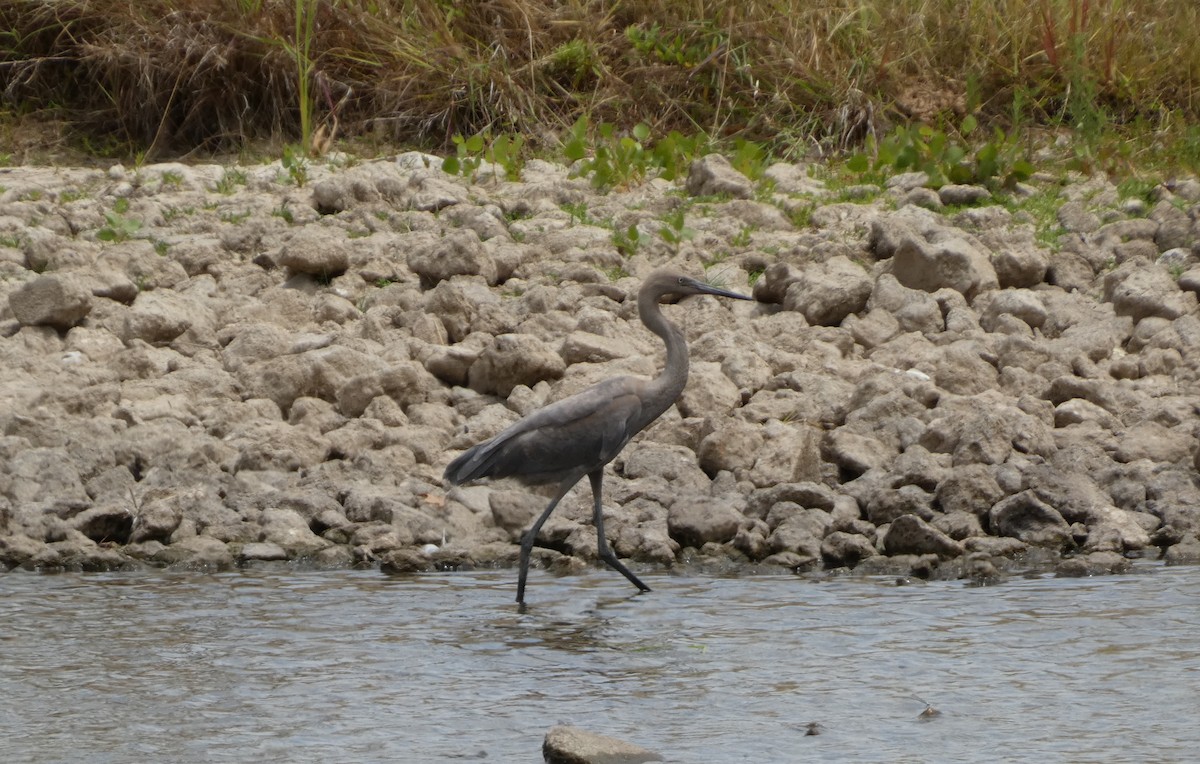 Reddish Egret - Candy McNamee