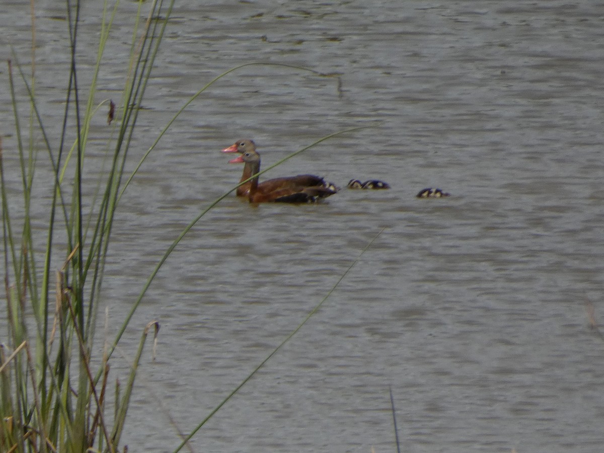 Black-bellied Whistling-Duck - ML472991581