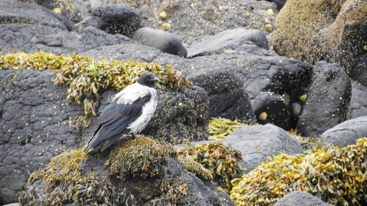 Hooded Crow - ML472991621