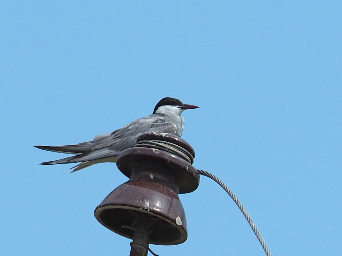 Whiskered Tern - Sergey Buben