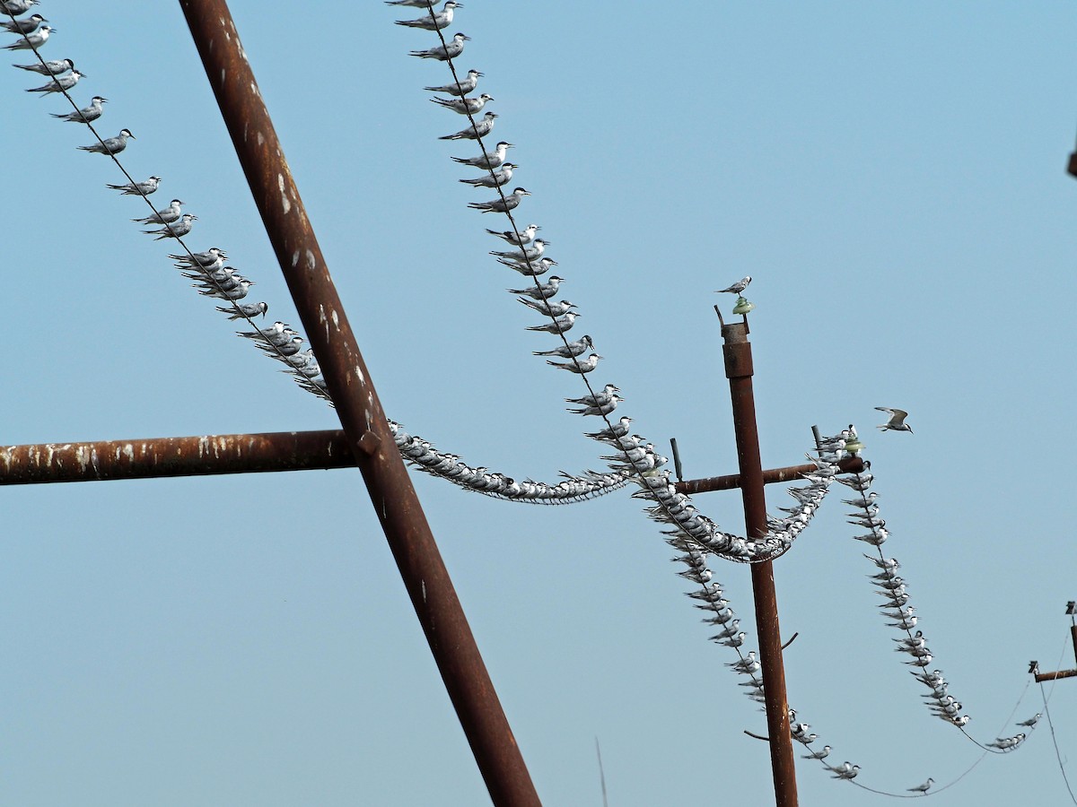 Whiskered Tern - ML472991641