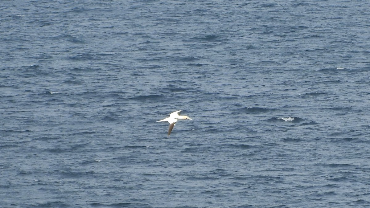 Northern Gannet - Andy  Woodward