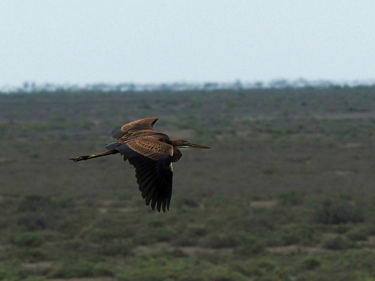 Purple Heron - ML472992141