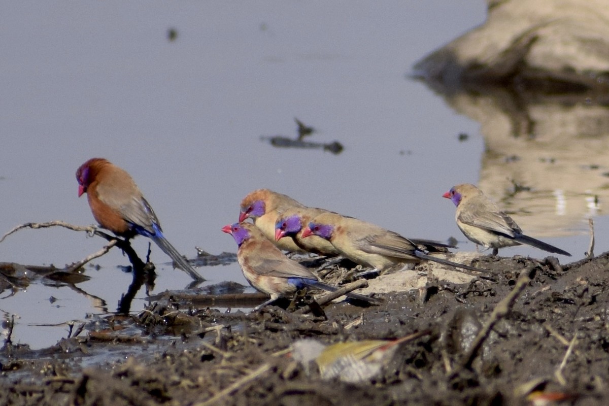 Violet-eared Waxbill - ML472992211