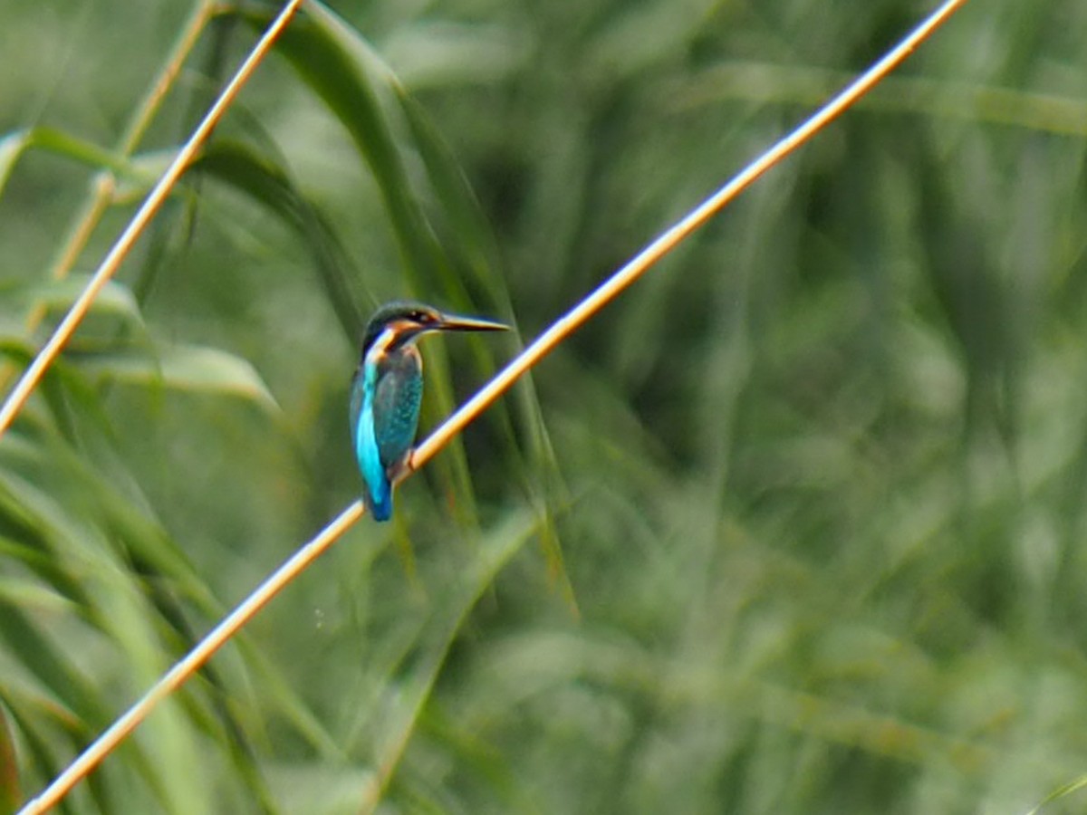 Common Kingfisher - ML472992301