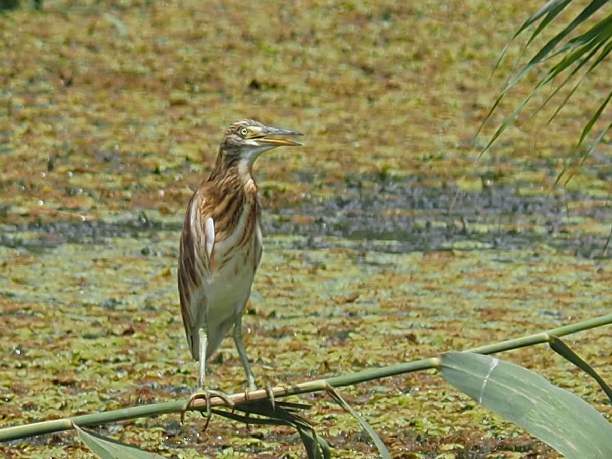 Squacco Heron - ML472992401