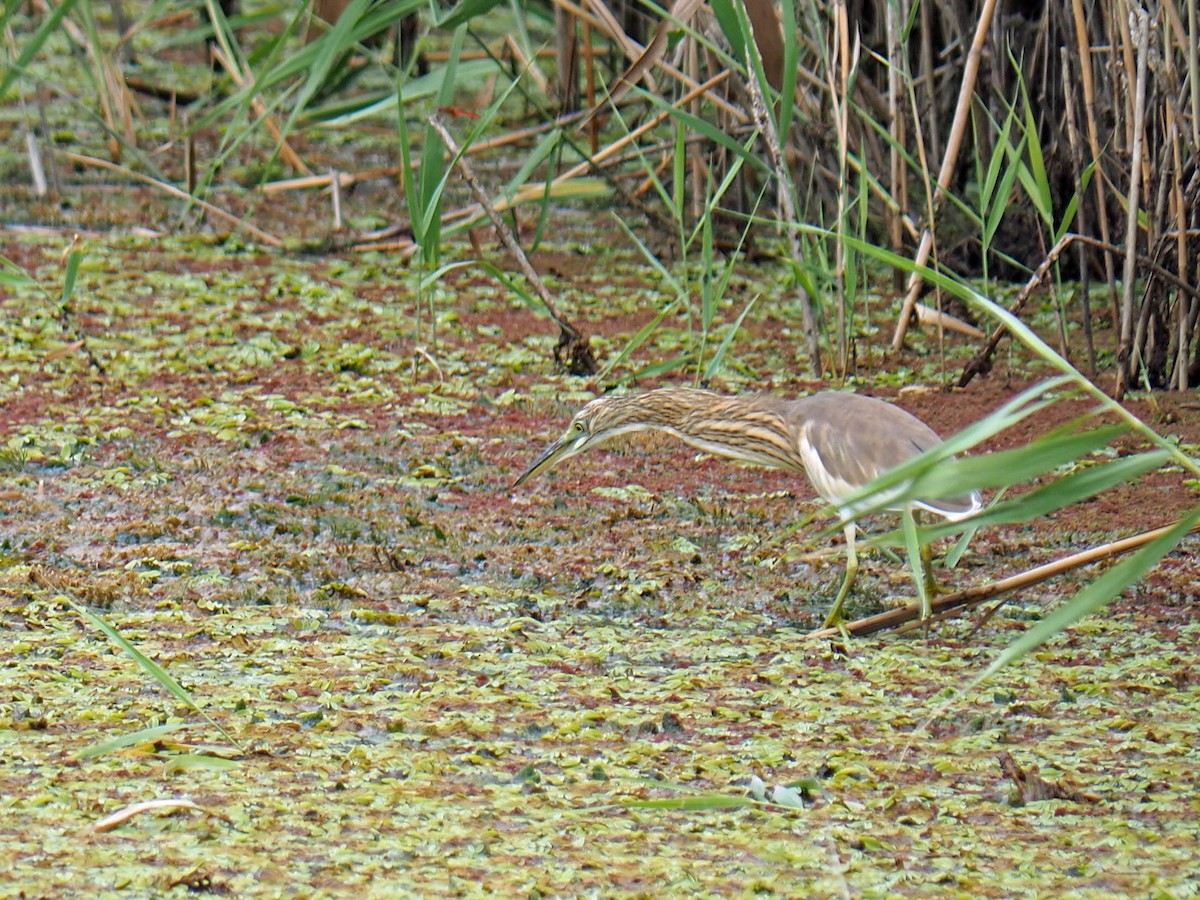 Squacco Heron - ML472992421