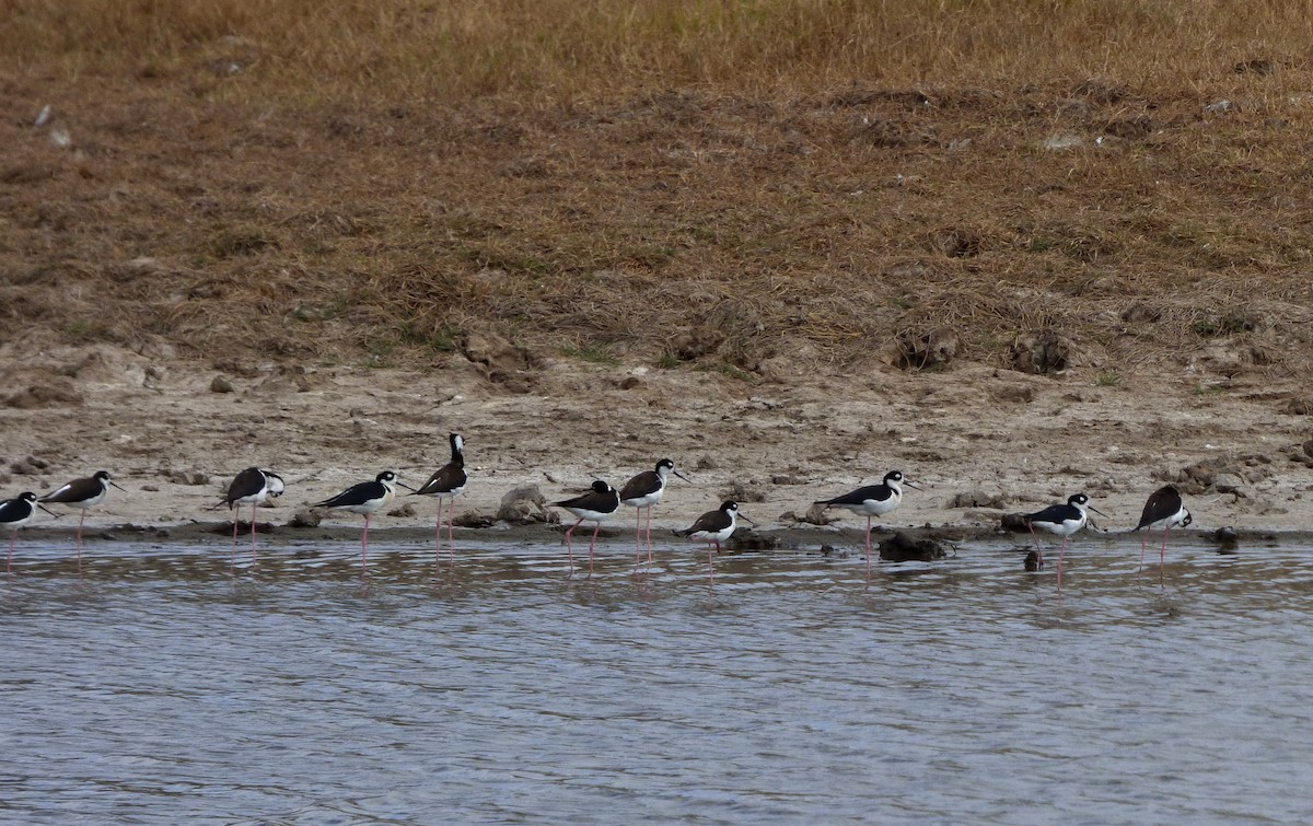 Black-necked Stilt - Roselvy Juárez