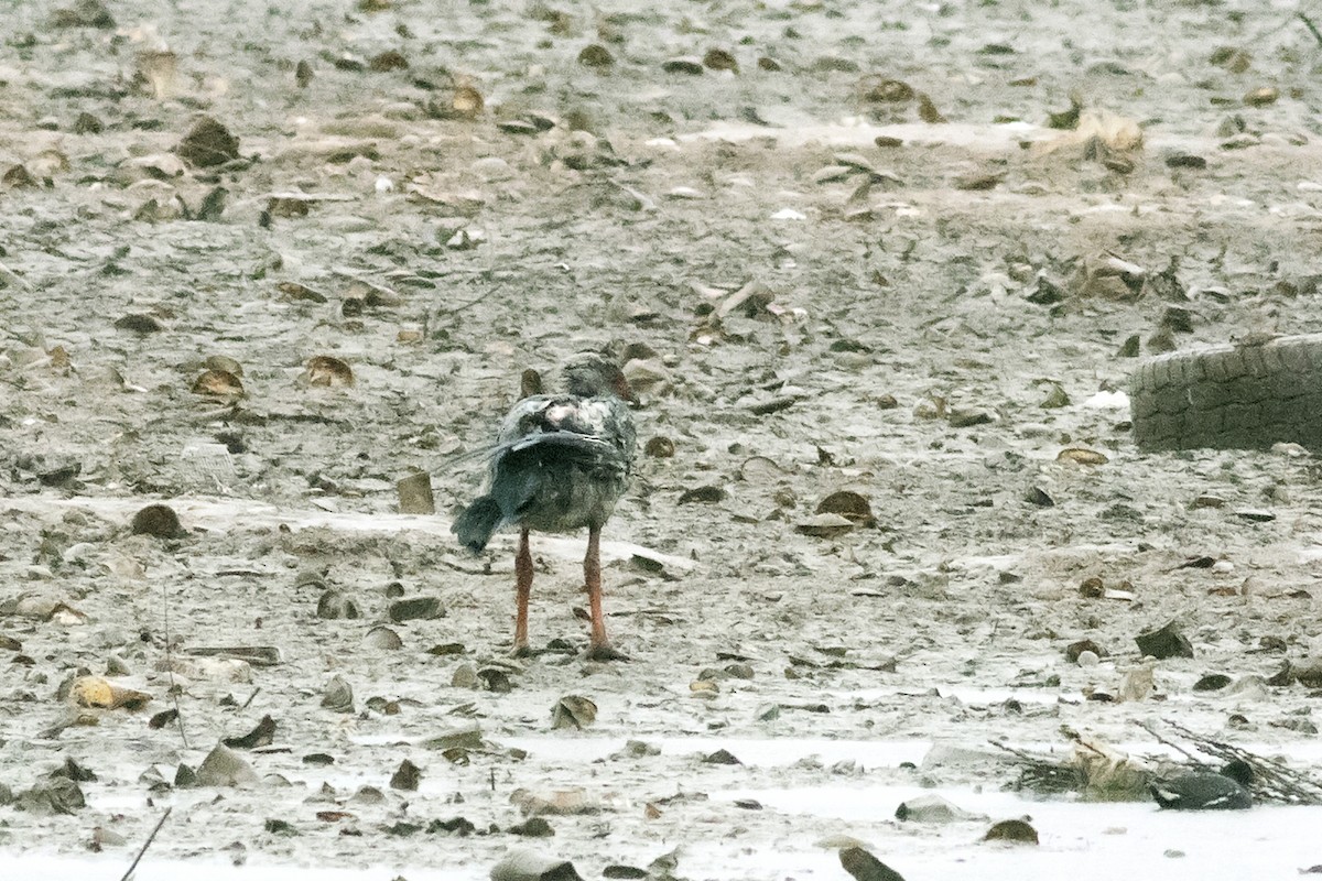 Southern Screamer - ML472993241