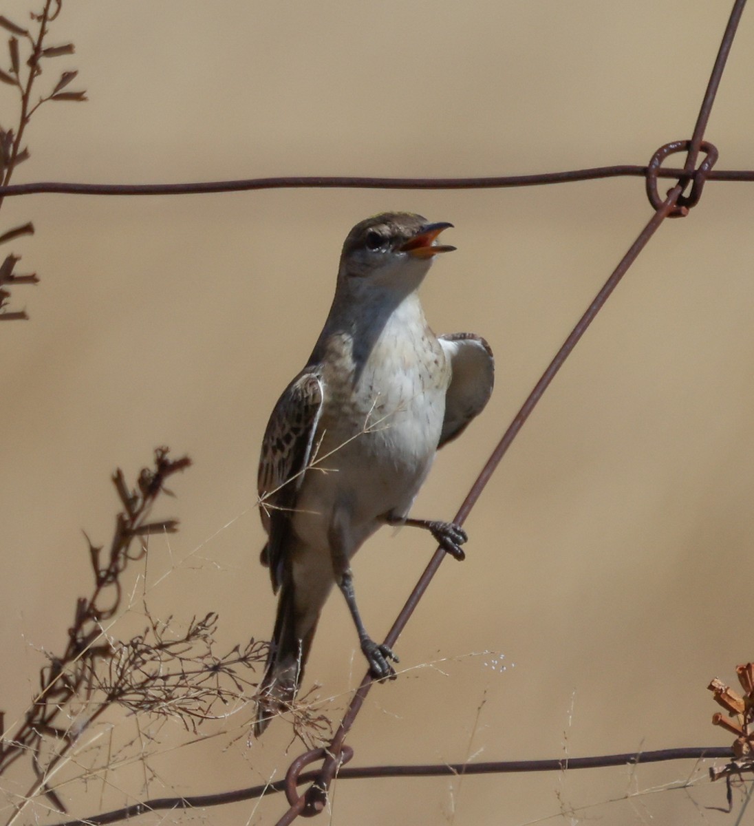 White-winged Triller - ML472993351