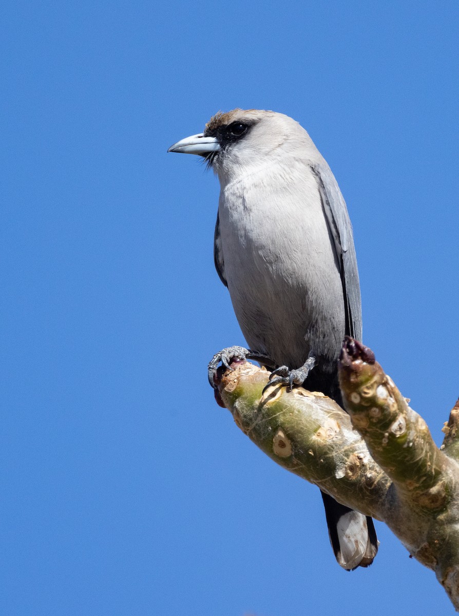 Black-faced Woodswallow - ML472993471