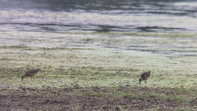 Short-billed Dowitcher - ML472993551