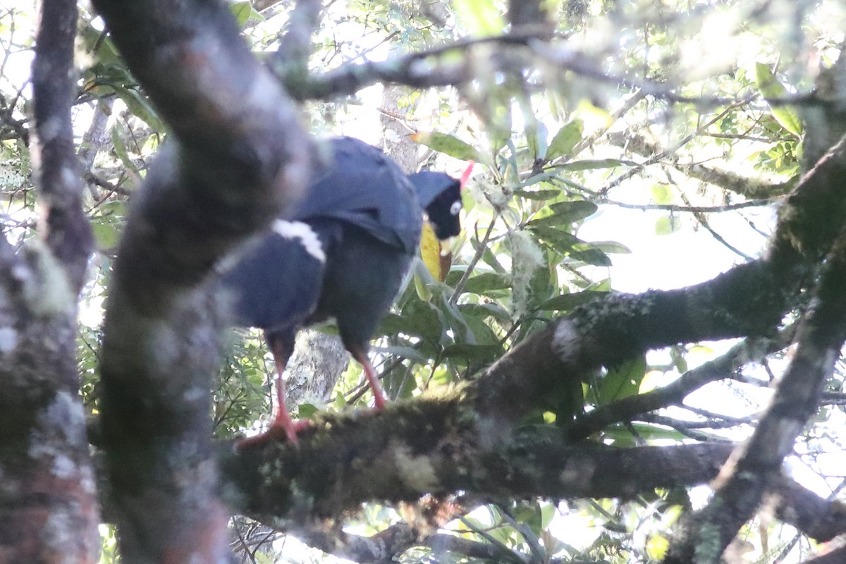 Horned Guan - ML472993851