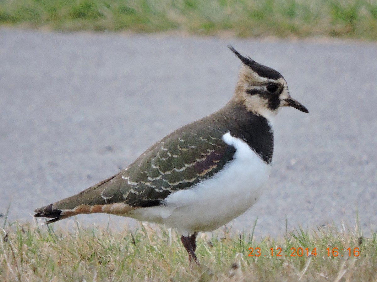 Northern Lapwing - ML47299531