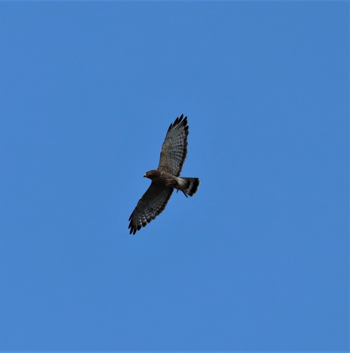 Broad-winged Hawk - ML472995801