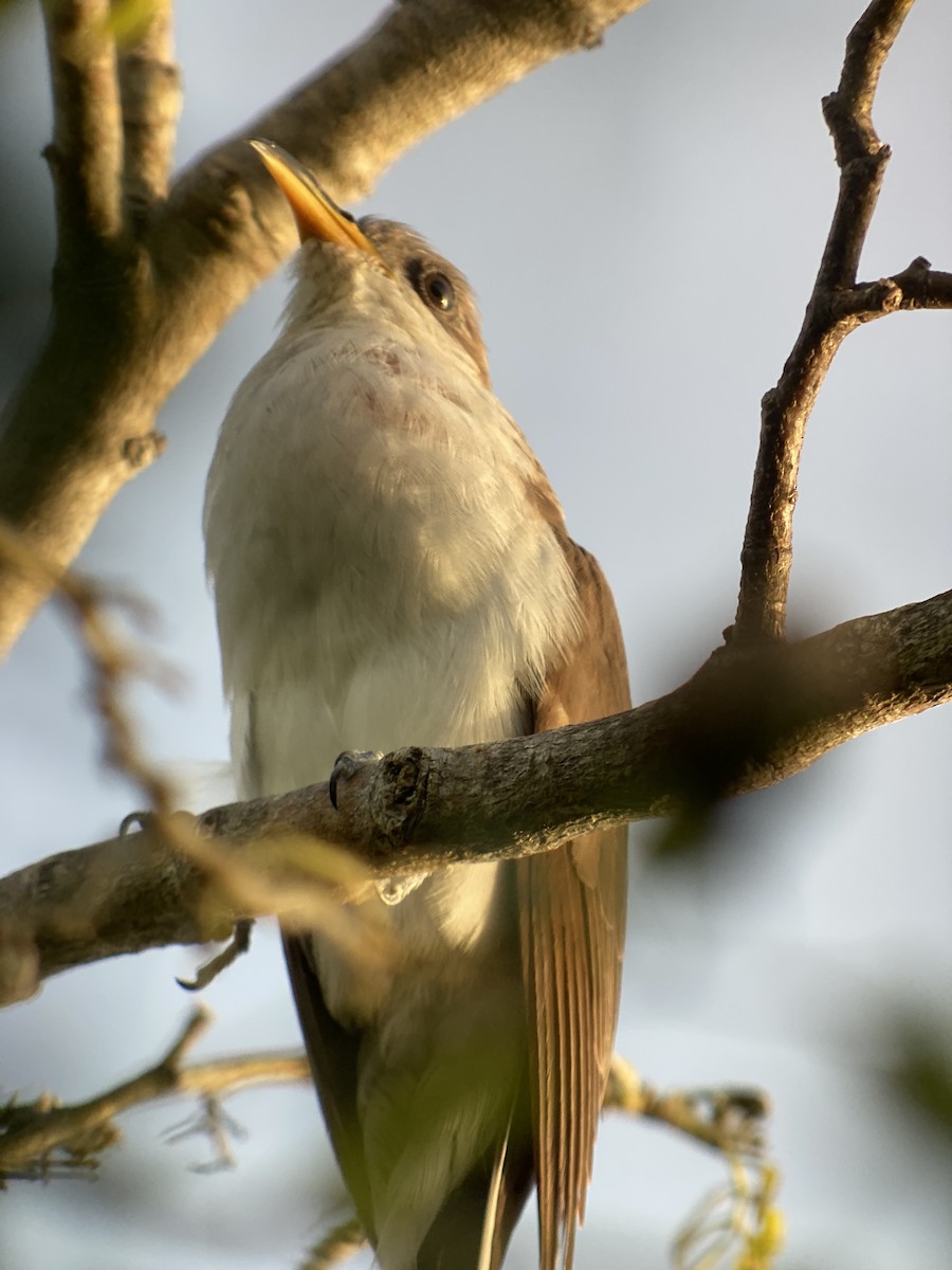 Yellow-billed Cuckoo - ML472997381