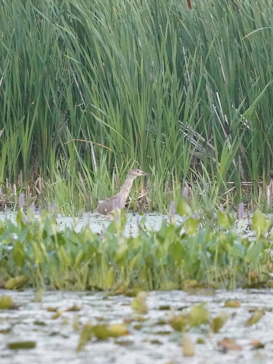 Black-crowned Night Heron (American) - Layne Hagerman