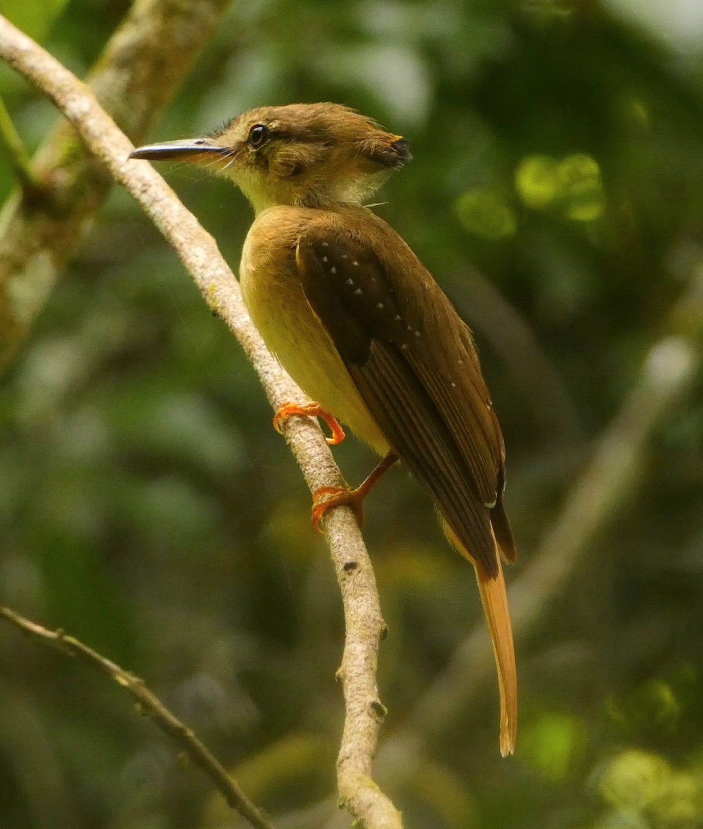 Tropical Royal Flycatcher - ML473001151