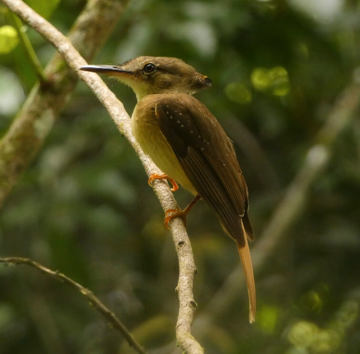 Tropical Royal Flycatcher - ML473001171