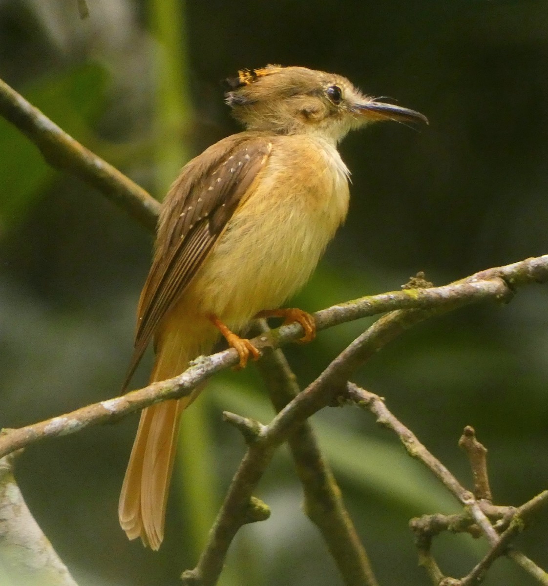 Tropical Royal Flycatcher - Abimael Moralez