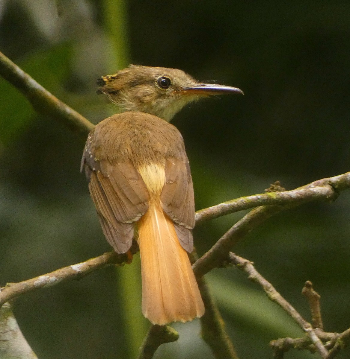 Tropical Royal Flycatcher - Abimael Moralez